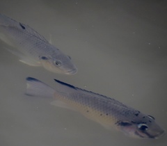 Sarotherodon melanotheron