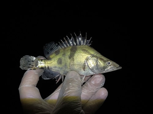 Chinese bass (Siniperca chuatsi) — Sinipercidae — 2