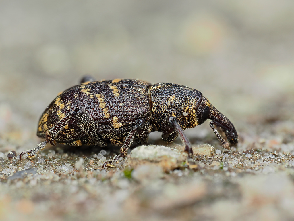 Large Pine Weevil