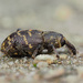 Large Pine Weevil - Photo (c) Christian Sørensen, some rights reserved (CC BY-NC), uploaded by Christian Sørensen
