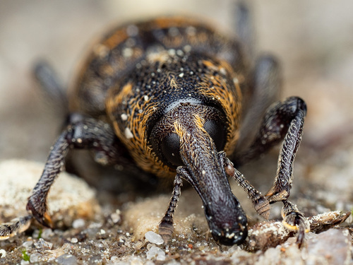 Large Pine Weevil