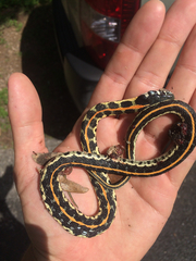 Thamnophis cyrtopsis ocellatus