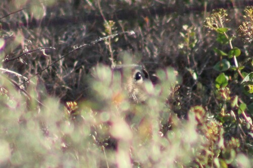 Urocitellus canus vigilis observed by lizarddan60