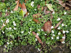 Trigonotis formosana elevatovenosa