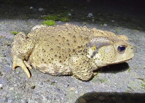 Asiatic Toad