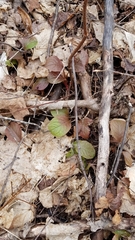 Pyrola elliptica