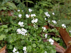 Trigonotis formosana elevatovenosa