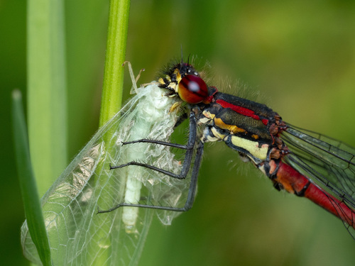 Large Red Damselfly, photo 9 of 10
