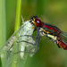 Large Red Damselfly - Photo (c) Christian Sørensen, some rights reserved (CC BY-NC), uploaded by Christian Sørensen