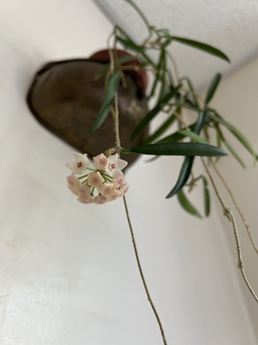 Hoya shepherdii Short ex Hook. 3