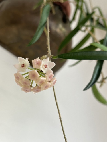 Hoya shepherdii Short ex Hook. 4