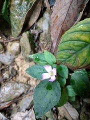 Sarcopyramis napalensis delicata