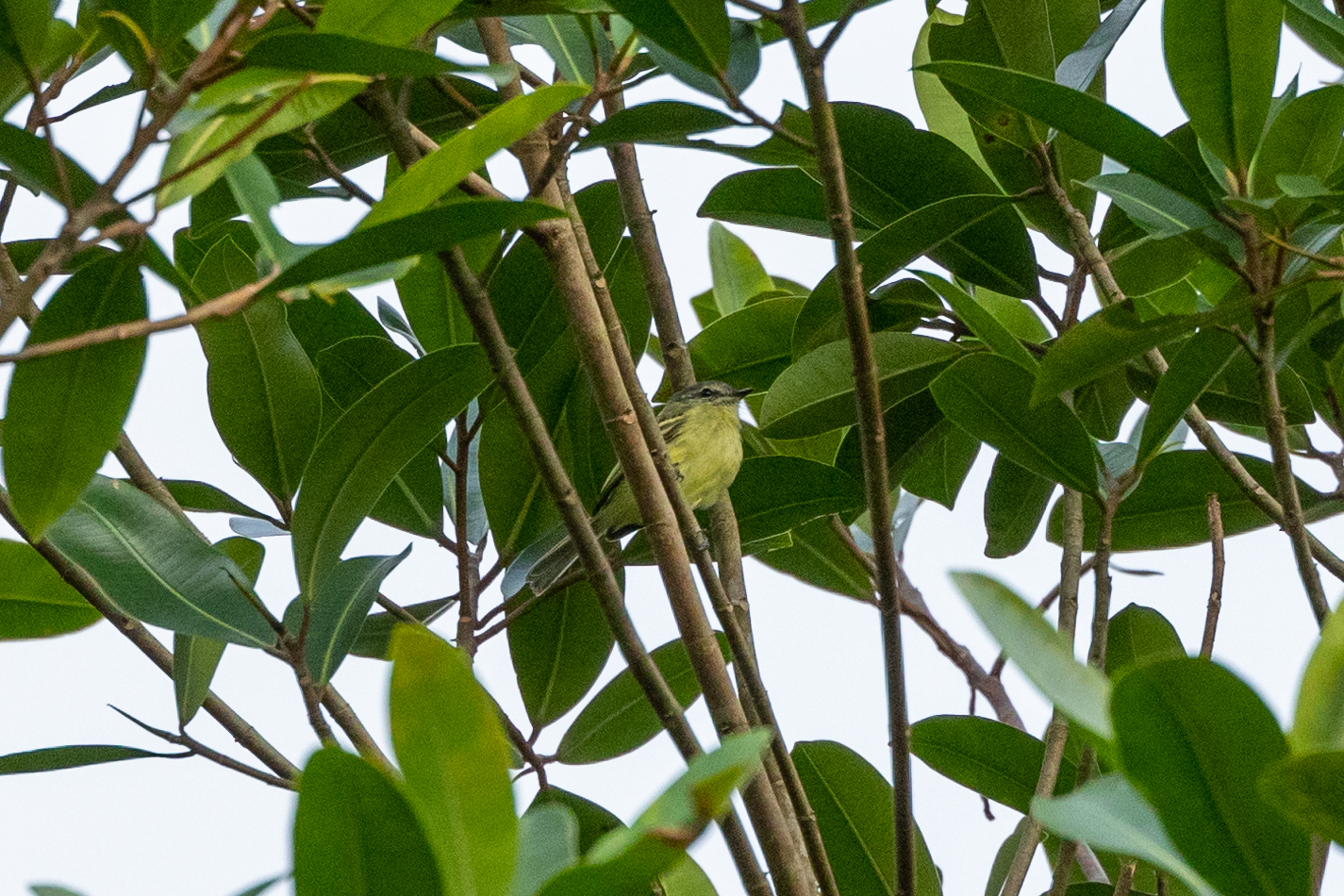Ecuadorian Tyrannulet (Phylloscartes gualaquizae), photo 1