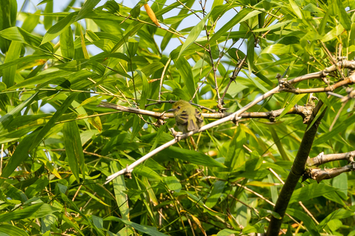 Olive-faced Flatbill (Tolmomyias viridiceps), photo 7