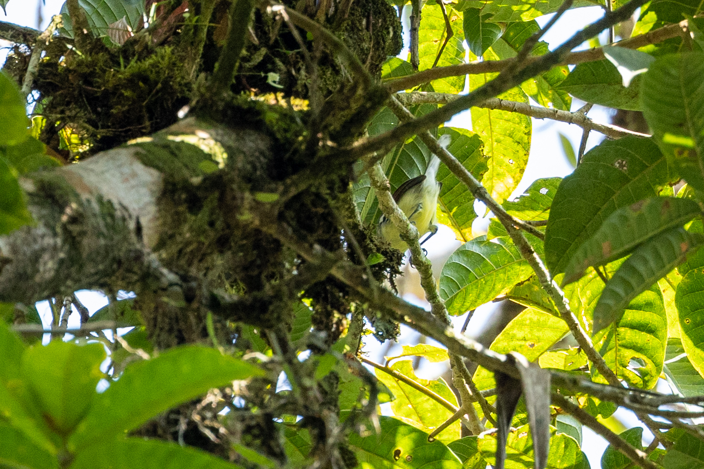 Rusty-winged Antwren (Herpsilochmus frater), photo 8