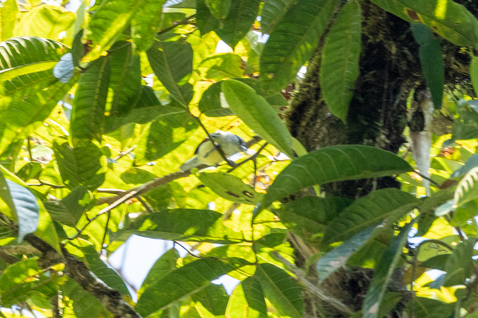 Rusty-winged Antwren (Herpsilochmus frater), photo 9