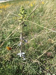 Delphinium carolinianum