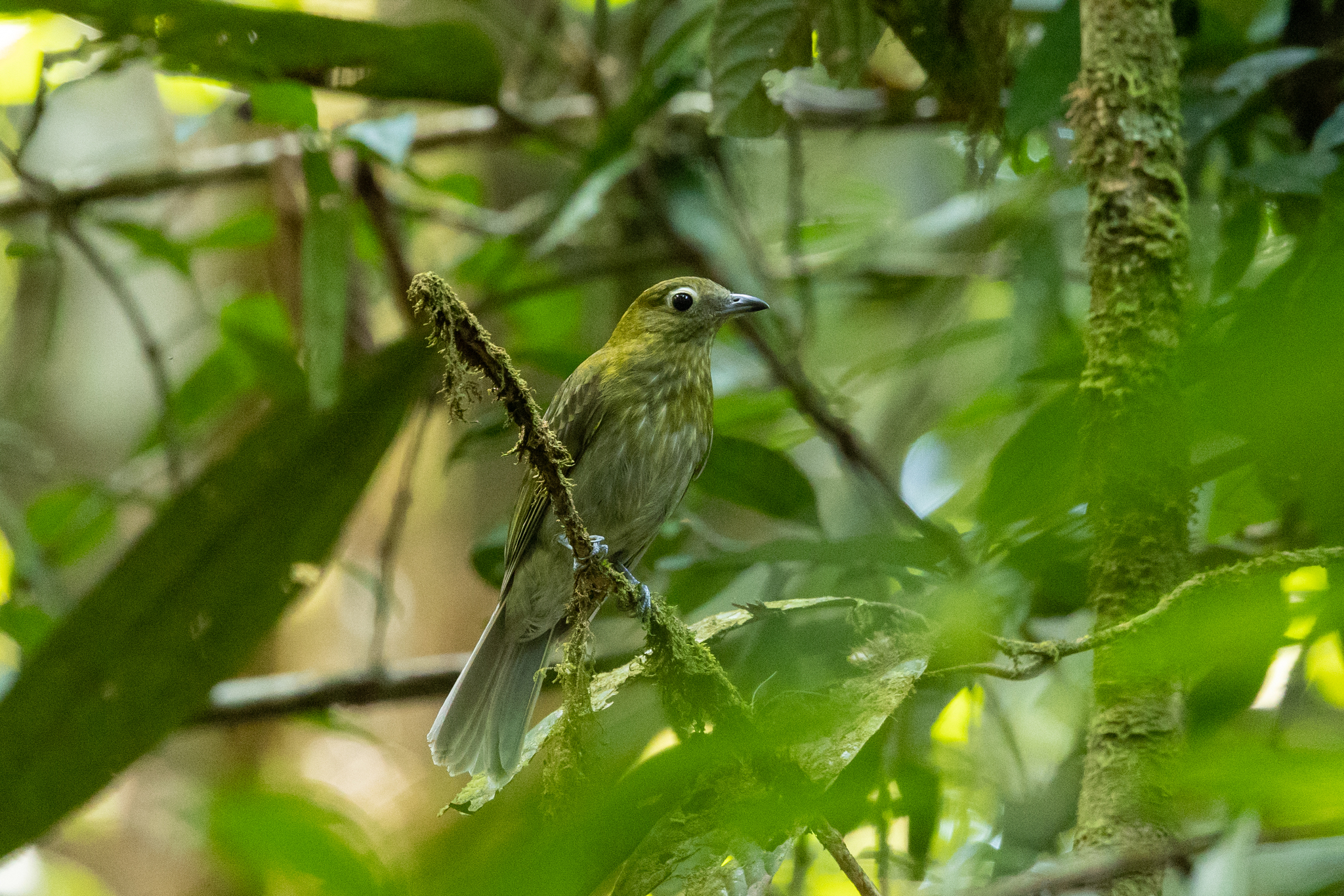 Grey-tailed Piha (Snowornis subalaris), photo 2