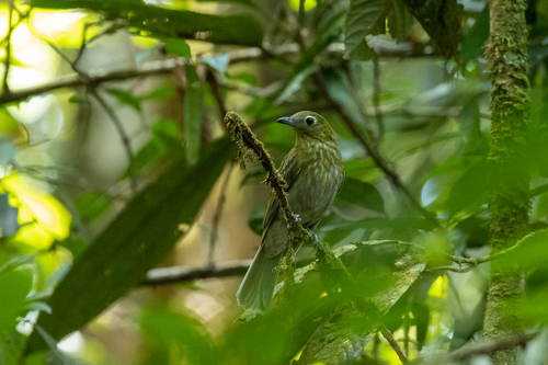 Grey-tailed Piha (Snowornis subalaris)