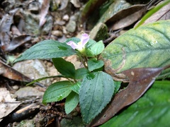 Sarcopyramis napalensis delicata
