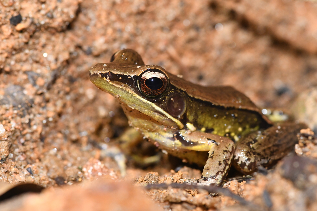 Sri Lanka wood frog