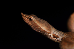 Lowland Hump-Nosed Viper photo 2