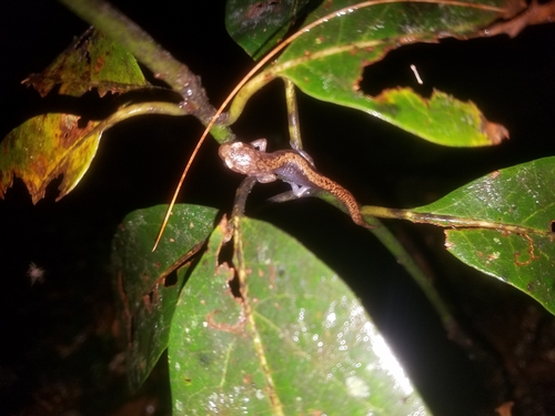 Sierra Juárez False Brook Salamander