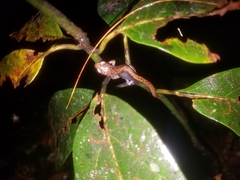 Pseudoeurycea juarezi