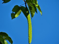 Bignonia