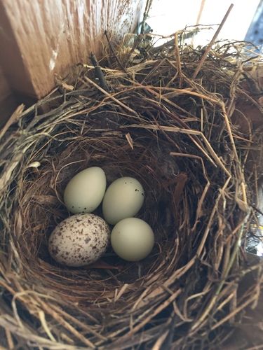 Brown-headed Cowbird photographed in Ohio