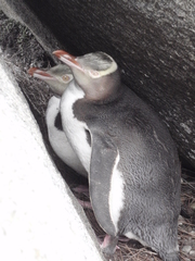 Megadyptes antipodes