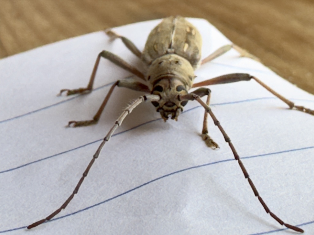Aeburia Insect Eburia aliciae in May 2024 by desiertodoc · iNaturalist