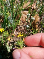 Leptosiphon acicularis