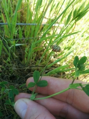Trifolium bifidum decipiens