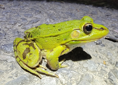 Black-spotted Frog