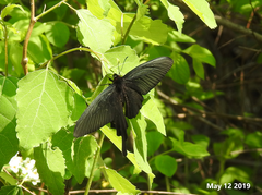 Papilio macilentus