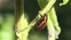 Chrysomela schaefferi