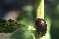 Chrysomela schaefferi