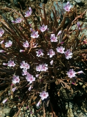 Claytonia exigua