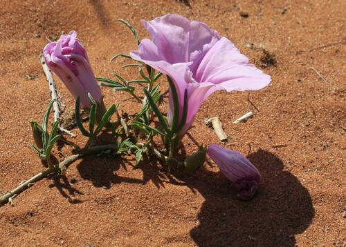 Image of Ipomoea bolusiana by no rights reserved