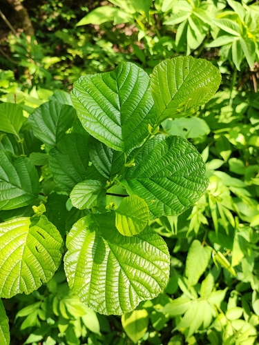 Alnus fauriei iNat (2)