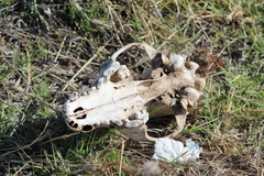 Canis familiaris