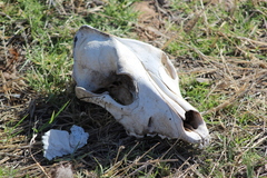 Canis familiaris