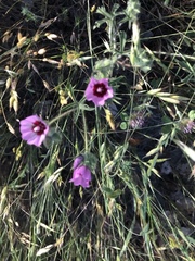 Clarkia rubicunda