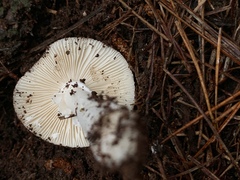 Amanita marmorata