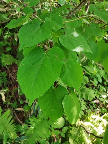 Tilia maximowicziana observed 2024-05-26