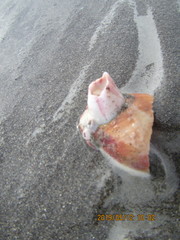 Notomegabalanus decorus