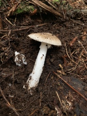 Amanita marmorata