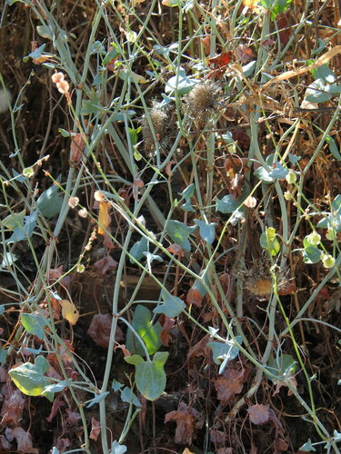 Image of Rumex induratus by (c) Duarte Frade, some rights reserved (CC BY)