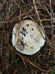 Amanita marmorata